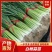 河北邯郸白根蒜苗大量有货，欢迎咨询，实地看货，洽谈合作
