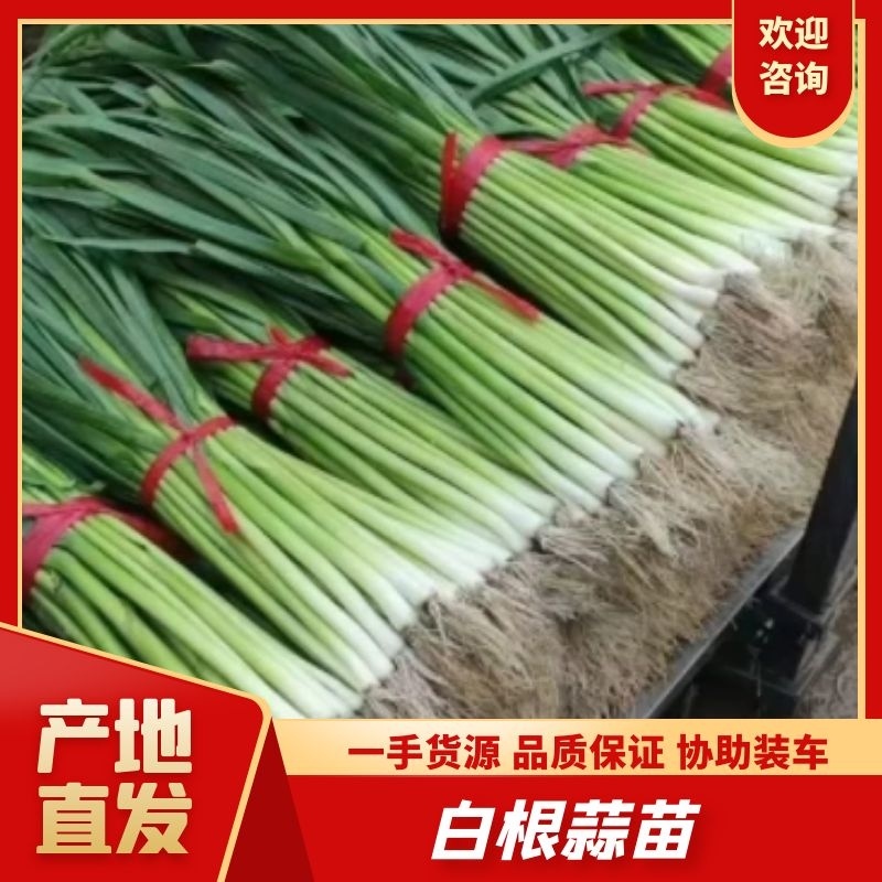 河北邯郸白根蒜苗大量有货，欢迎咨询，实地看货，洽谈合作