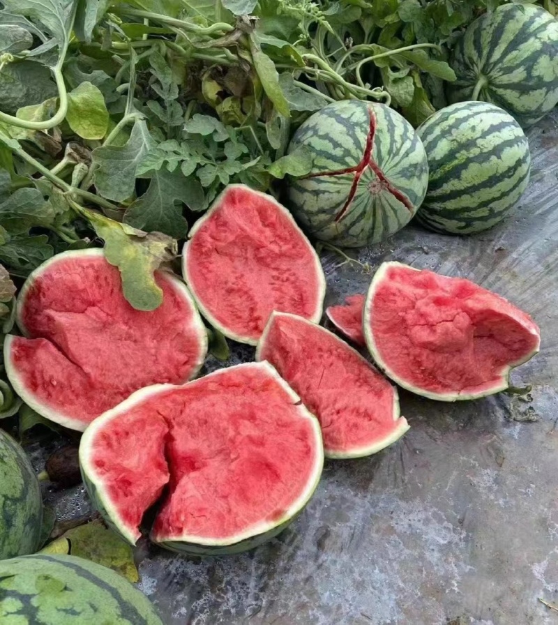 美都西瓜，皮薄，糖份高，瓜型端正，货源充足，全国代发