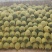 砀山早春红玉西瓜瓜型端正熟度好质量好口感甜全国发货