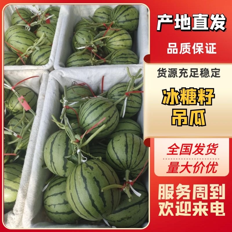 山东潍坊昌乐尧沟大棚冰糖籽吊瓜～产地直供～全国发货