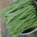 【热销】架梅（芸豆）扁青芸豆大量有货对接全国疏菜市场