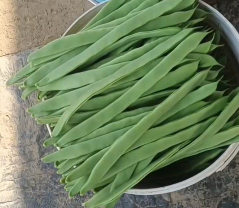 【热销】架梅（芸豆）扁青芸豆大量有货对接全国疏菜市场