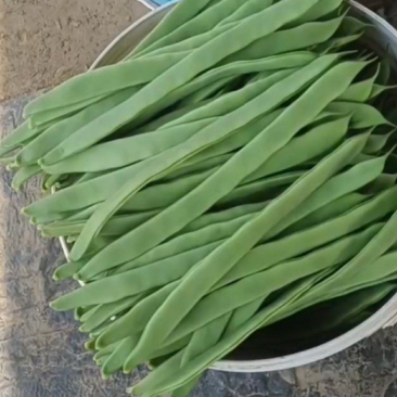 【芸豆】架梅芸豆扁青芸豆精品大量有货~对接全国疏菜市场