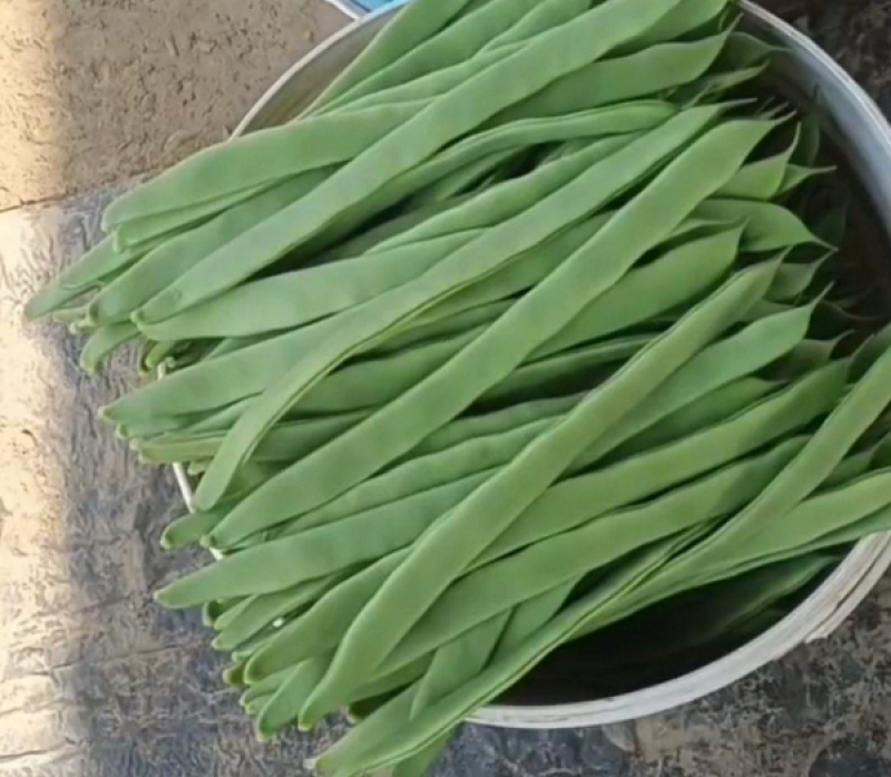 【芸豆】架梅芸豆扁青芸豆精品大量有货~对接全国疏菜市场