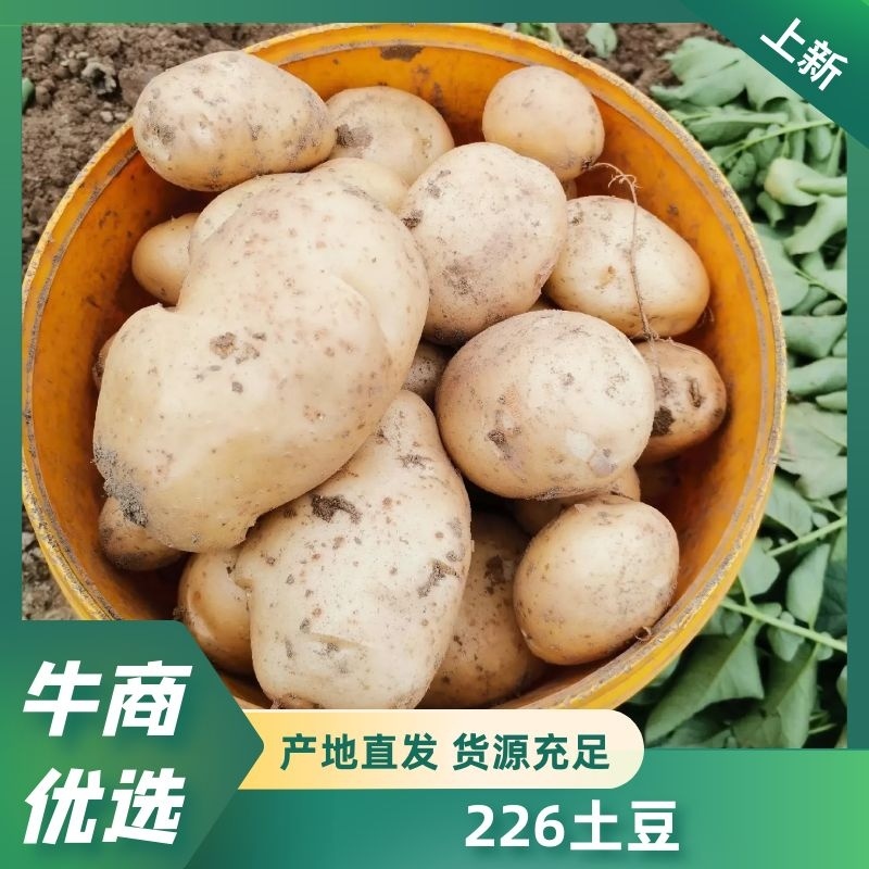 沃土5..土豆有货有量，个头均匀皮毛光滑无虫眼欢迎咨询