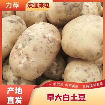 精品土豆，沃土5个头大，半斤以占百分之八十，欢迎来