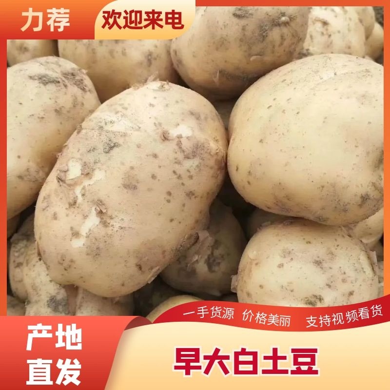 精品土豆，沃土5个头大，半斤以占百分之八十，欢迎来