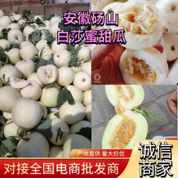白莎蜜甜瓜砀山白甜瓜冰糖甜瓜现摘现发价格优惠