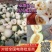 白莎蜜甜瓜砀山白甜瓜冰糖甜瓜现摘现发价格优惠