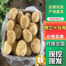荷兰十五土豆2-6V7精品土豆各种规格全国发货品质