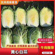 甘肃临洮黄心大白菜4到6斤产地直发欢迎前来选购
