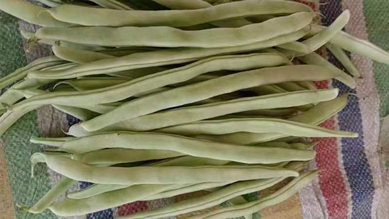 九粒白芸豆四季豆白不老可视频看货品质保证