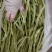 九粒白芸豆四季豆白不老可视频看货品质保证