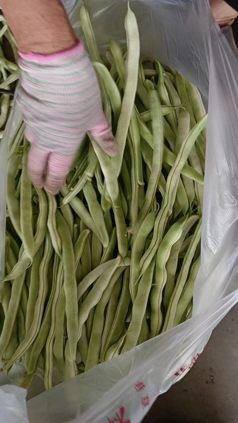 九粒白芸豆四季豆白不老可视频看货品质保证