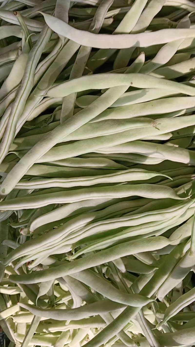 九粒白芸豆四季豆白不老可视频看货品质保证