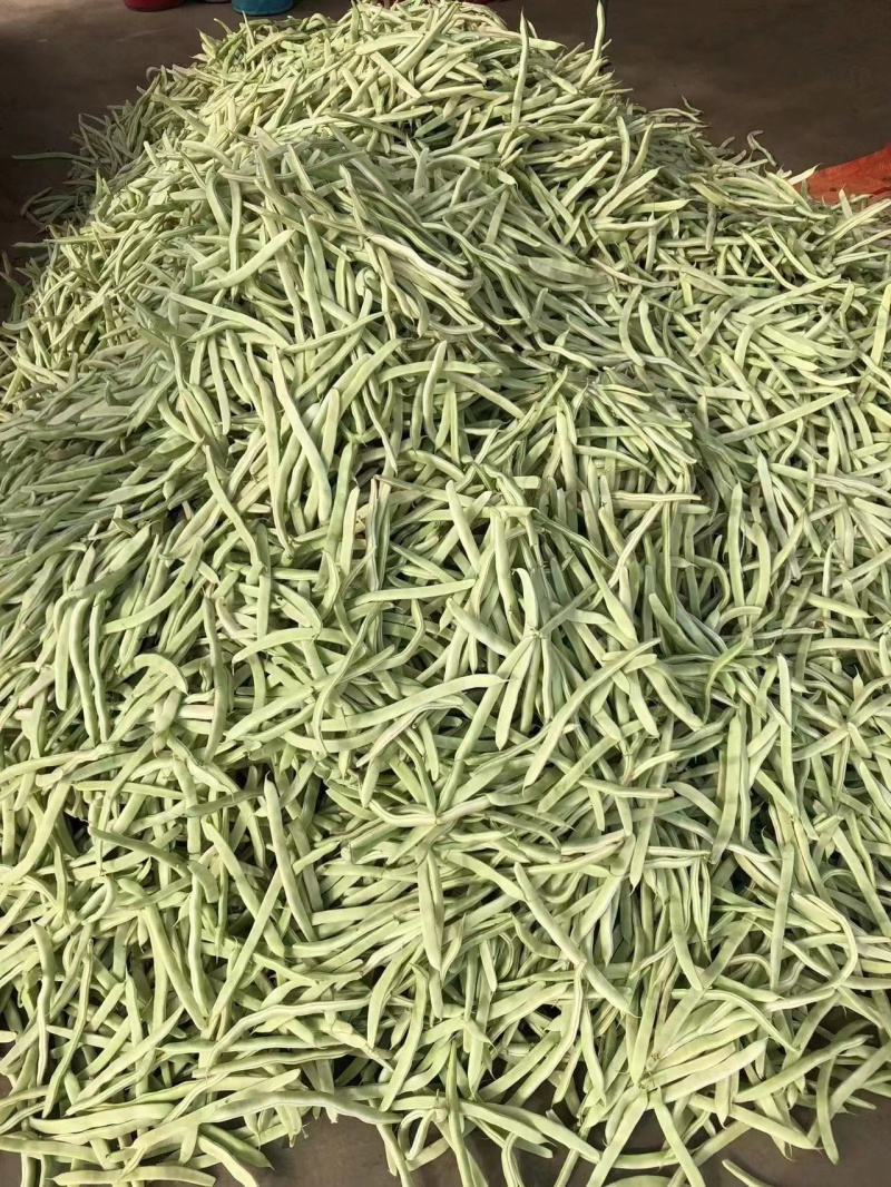 九粒白芸豆四季豆白不老可视频看货品质保证
