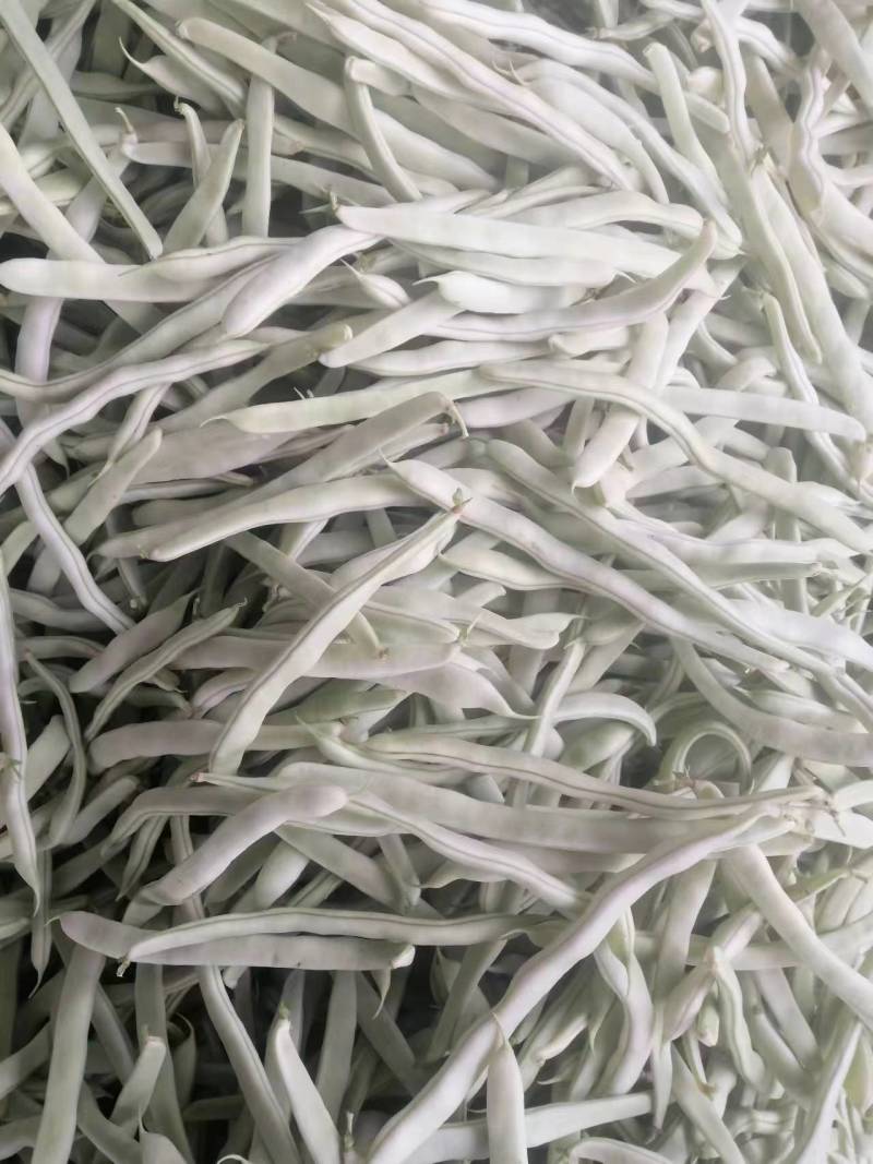 九粒白芸豆四季豆白不老可视频看货品质保证