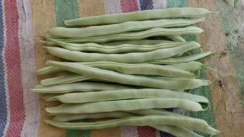 九粒白芸豆四季豆白不老大量供应产地直发量大从优
