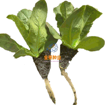 紫叶莴笋苗，根系发达成活率高耐热，高产，抗病力强。