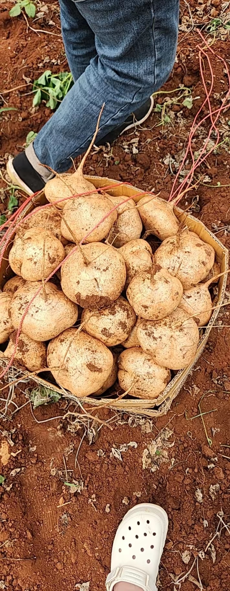 【优选凉薯】广东湛江基地直供质量保证一手货源量大优