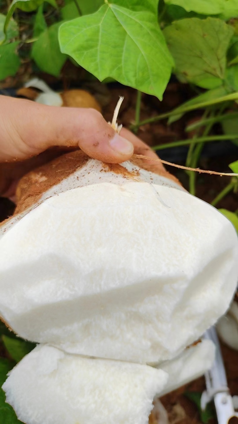 【优选凉薯】广东湛江基地直供质量保证一手货源量大优