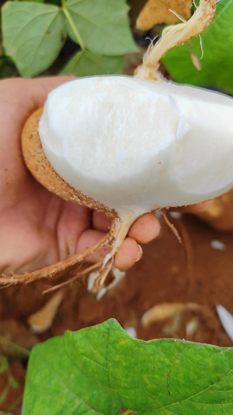 【优选凉薯】广东湛江基地直供质量保证一手货源量大优