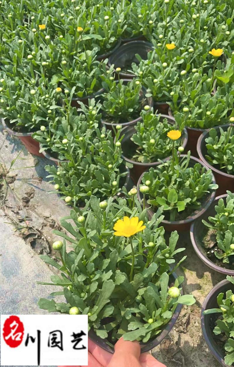 黄晶菊时令草花杯苗批发花境花坛花卉租摆设计量大优惠