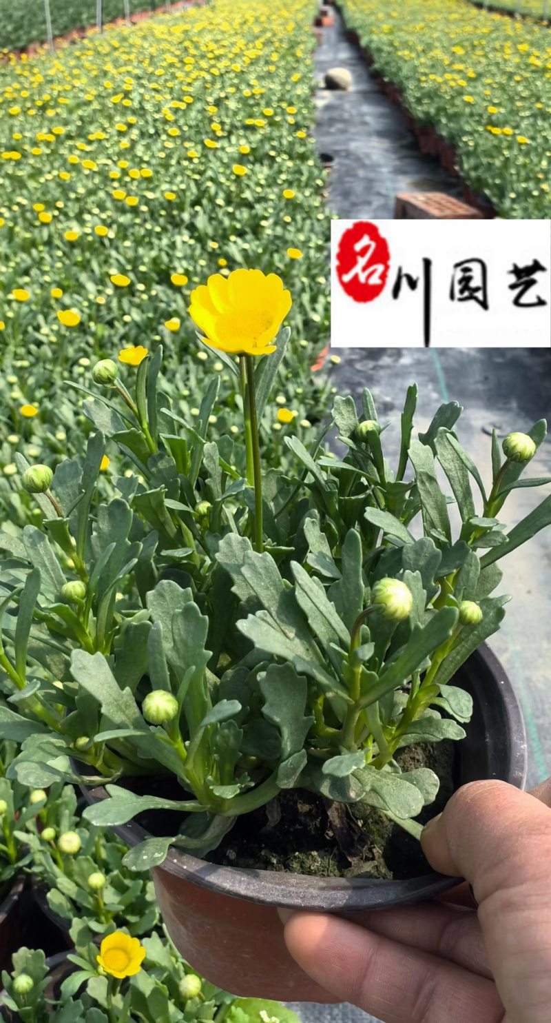 黄晶菊时令草花杯苗批发花境花坛花卉租摆设计量大优惠