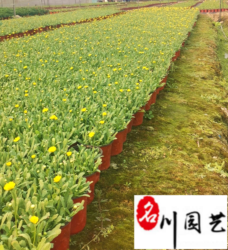 黄晶菊时令草花杯苗批发花境花坛花卉租摆设计量大优惠