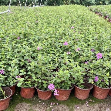 马缨丹杯苗花卉基地直销紫花马缨丹批发价格量大优惠