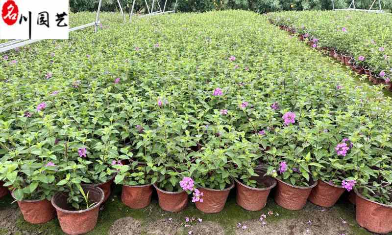 马缨丹杯苗花卉基地直销紫花马缨丹批发价格量大优惠