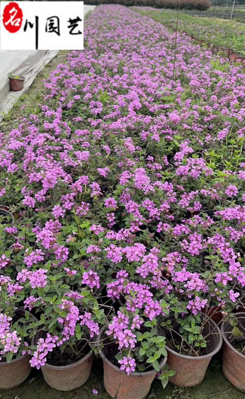 马缨丹杯苗花卉基地直销紫花马缨丹批发价格量大优惠
