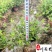 马缨丹杯苗花卉基地直销紫花马缨丹批发价格量大优惠