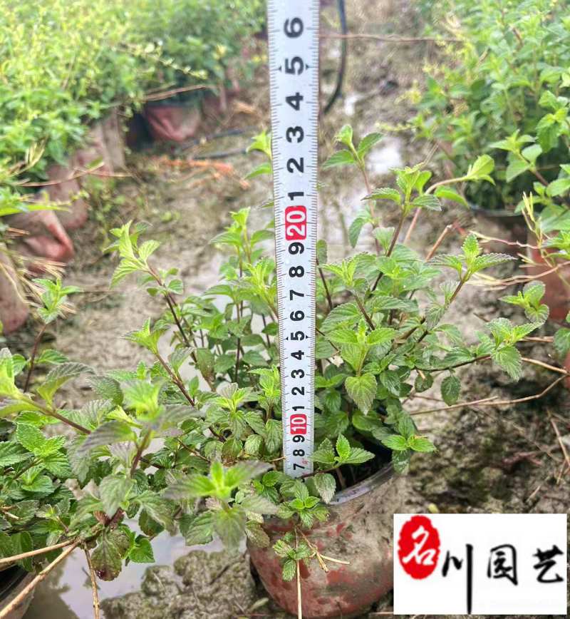马缨丹杯苗花卉基地直销紫花马缨丹批发价格量大优惠