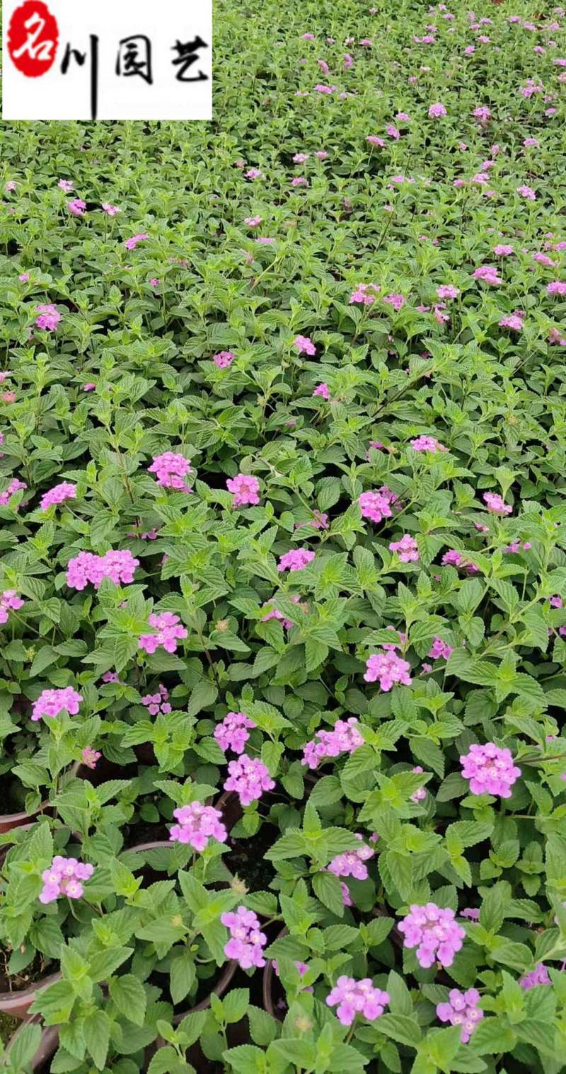 马缨丹杯苗花卉基地直销紫花马缨丹批发价格量大优惠
