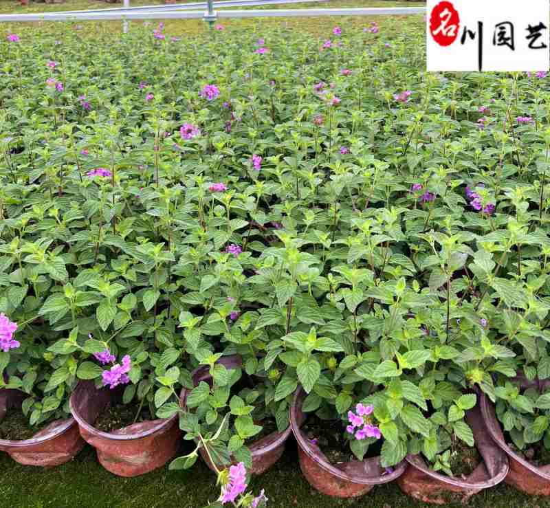 马缨丹杯苗花卉基地直销紫花马缨丹批发价格量大优惠