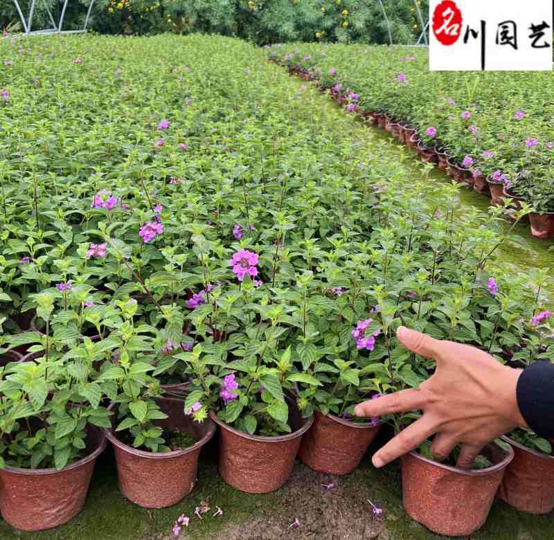 马缨丹杯苗花卉基地直销紫花马缨丹批发价格量大优惠