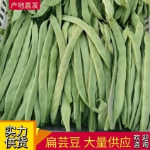 【扁豆】山东绿扁豆大量供应产地直发可视频看货