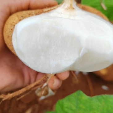 【热卖中】广东徐闻雷州凉薯，可供电商，市场！