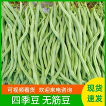 山东四季豆无筋豆聊城无筋豆货源充足产地直发欢迎咨询