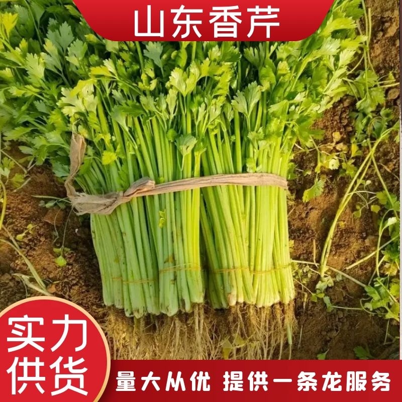 【芹菜】精品香芹基地直供品质保证可实地看货欢迎电