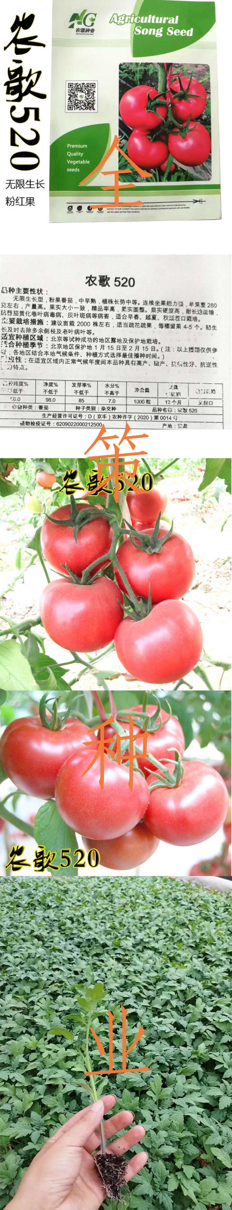 农歌520西红柿苗番茄苗大粉西红柿苗