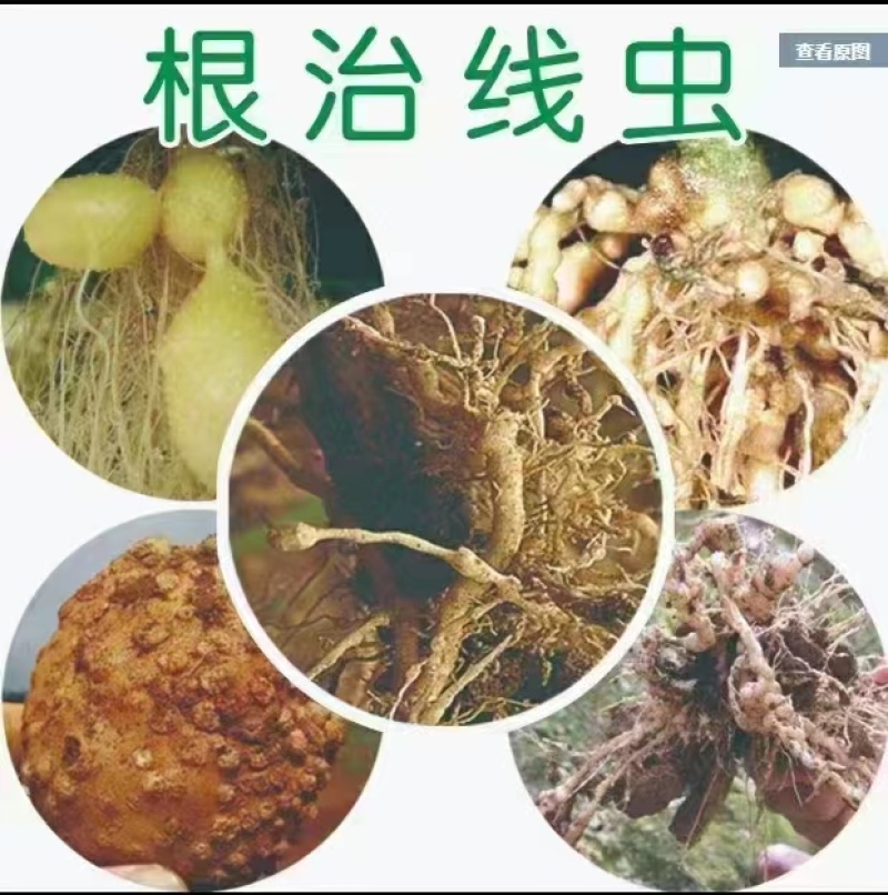 根结线虫药生物制剂内吸性好安全高效无残留持效期长