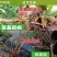 根腐病根部病害**青枯立枯茎基腐死棵烂苗姜瘟专用药根之盾