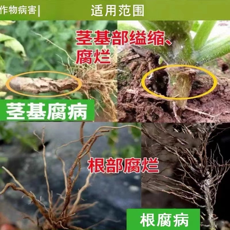 根腐病根部病害**青枯立枯茎基腐死棵烂苗姜瘟专用药根之盾