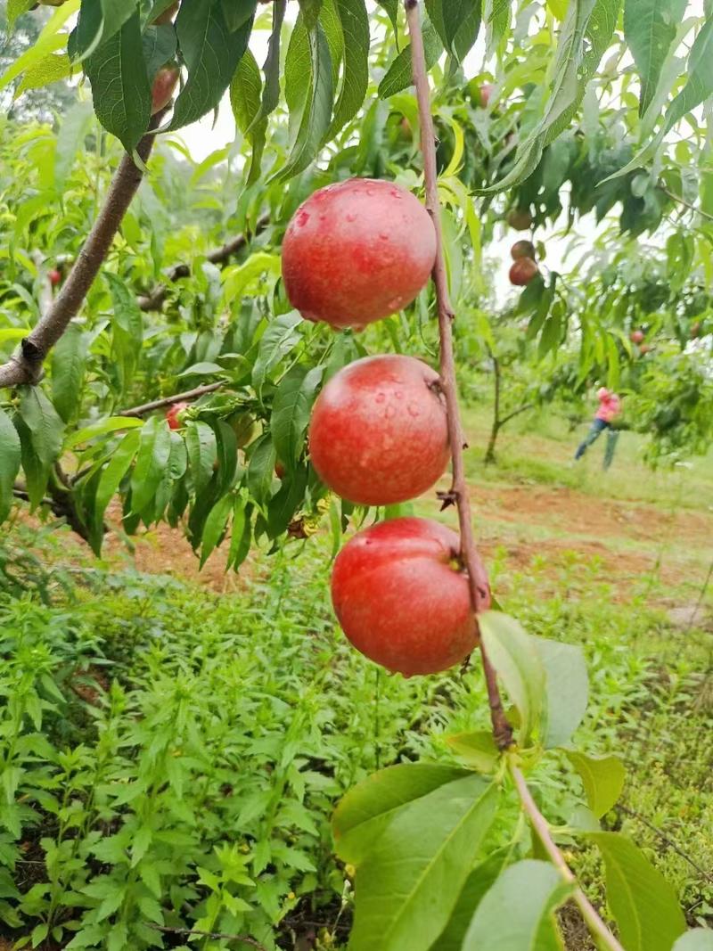 金蕾油桃湖北油桃桃子产地直发欢迎咨询品质保证