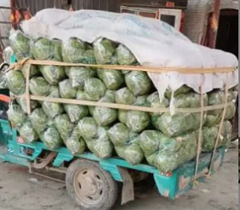 精品袋装甘蓝，大量供应，欢迎下单，诚信经营
