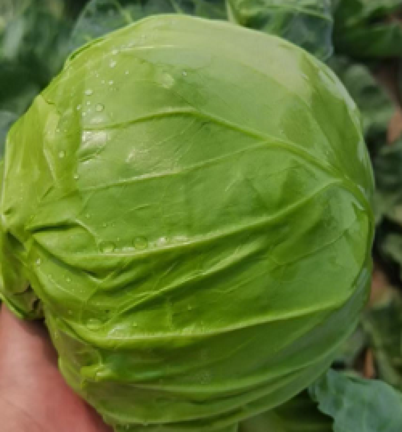 精品袋装甘蓝，大量供应，欢迎下单，诚信经营