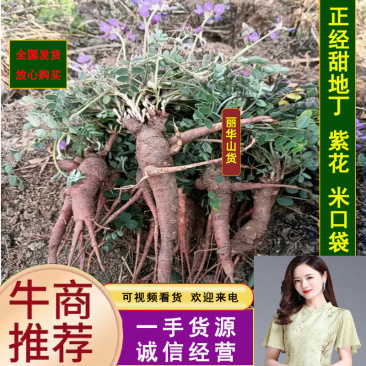 紫花甜地丁米口袋新鲜野生全国发货批发中药材整棵晒